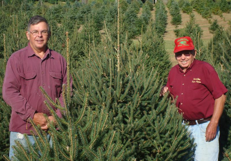 Phil Jr. and Phil Sr. standing among their spruce trees