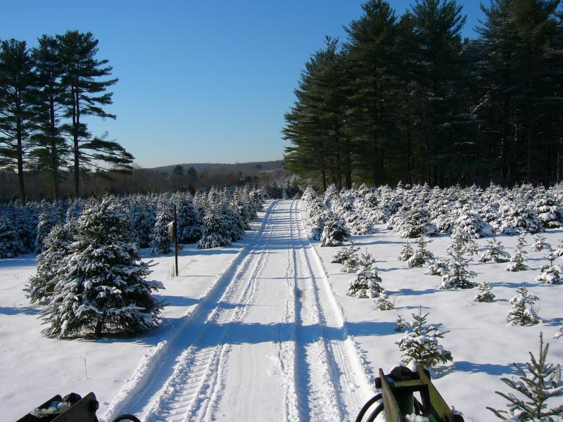 A snow-covered lane running between rows of young Christmas trees under a blue sky