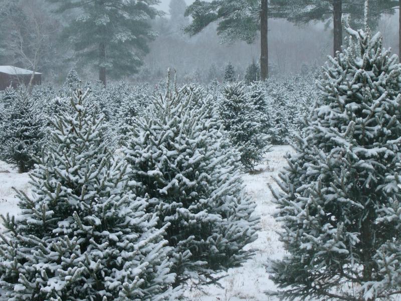Rows of snow-dusted fir trees in a light fog