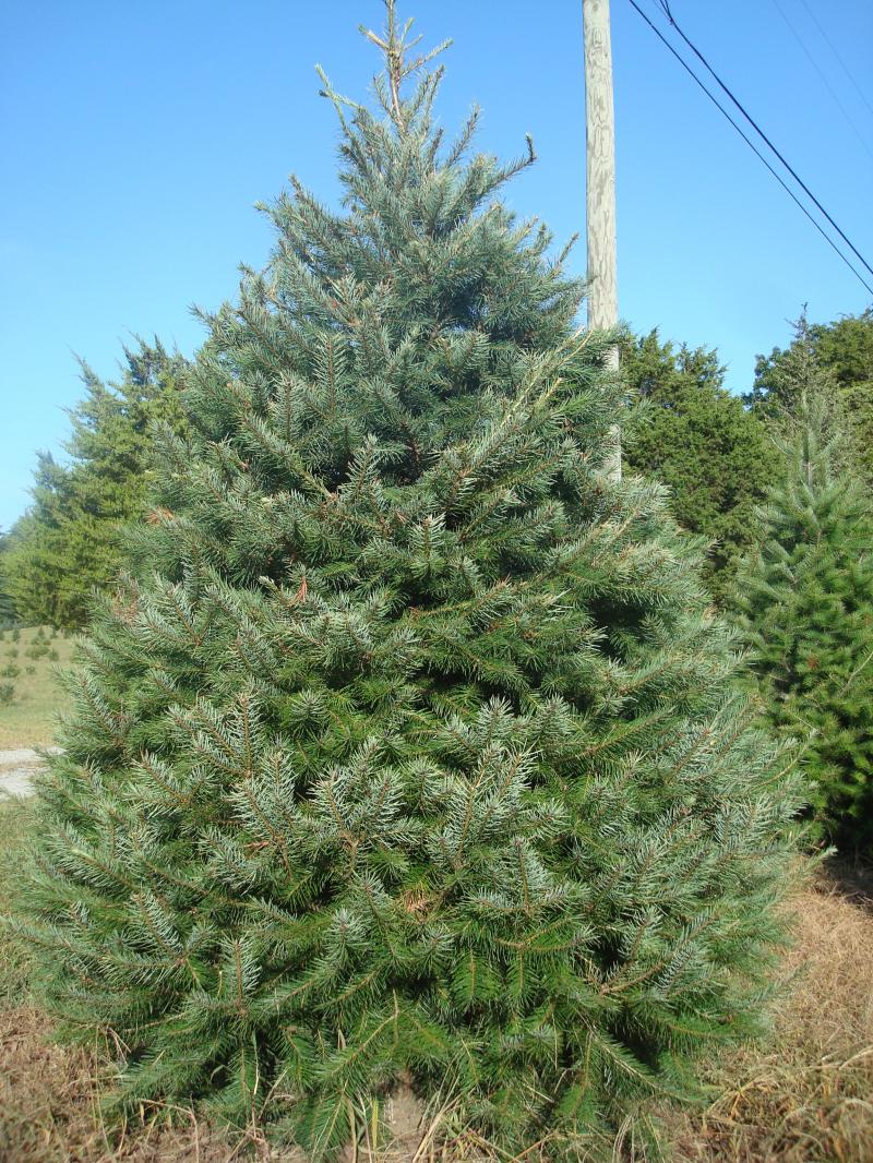 A full, symmetrical evergreen in the field