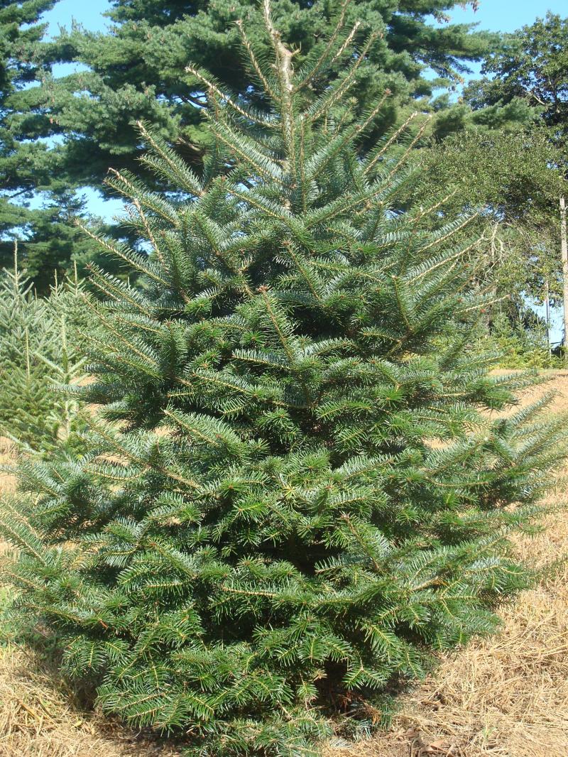 A tall fir standing in the field on a clear day